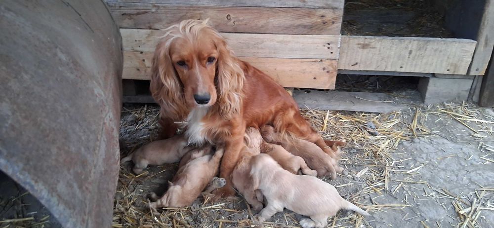 Кокер Шпаньол кученца