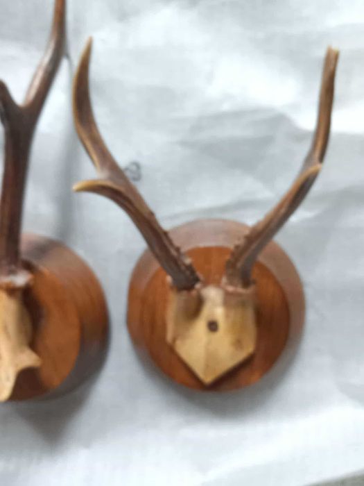 Trofeu căprior cu sculptură – decoruri autentice pe panoplie!