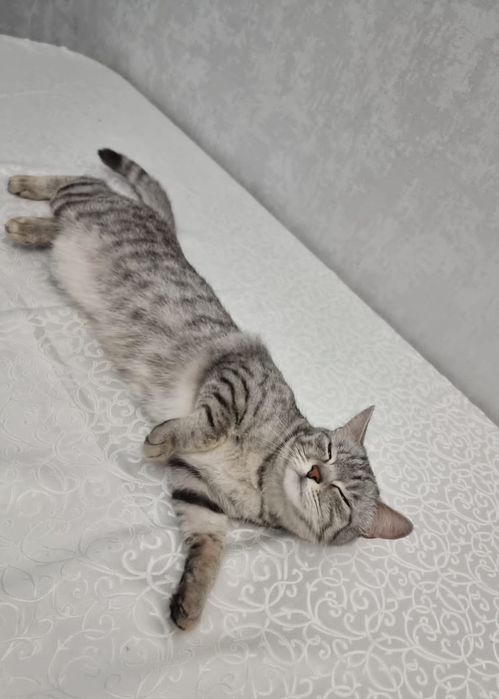 Отдам в добрые руки