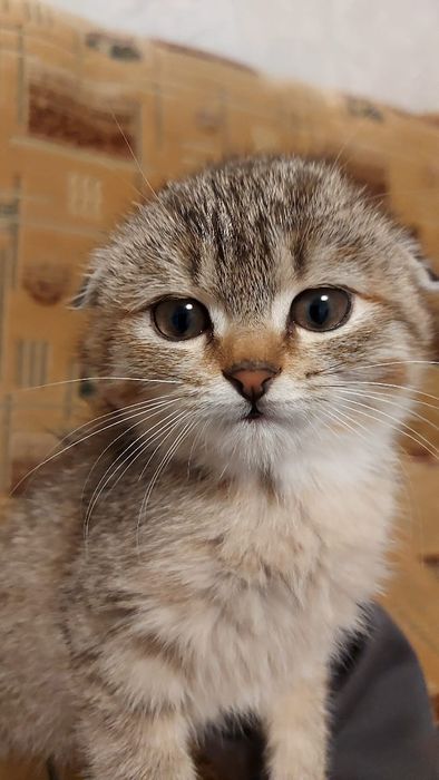 Шотландская вислоухая кошка