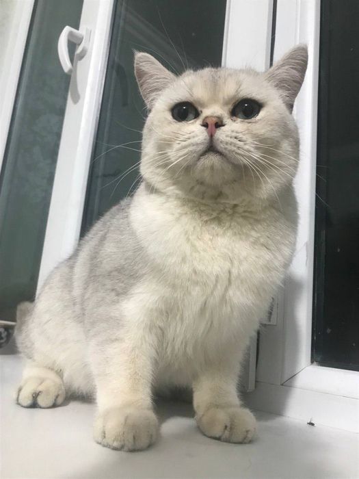 Vyazkaga brtan serbrsty shinshilla n11