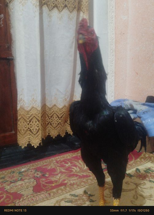 Dakan uji tulak bolgan