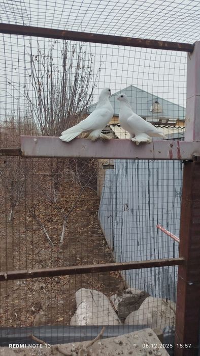 голуби, пара белых