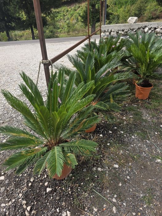 Plante ornamentale mestecan si tei