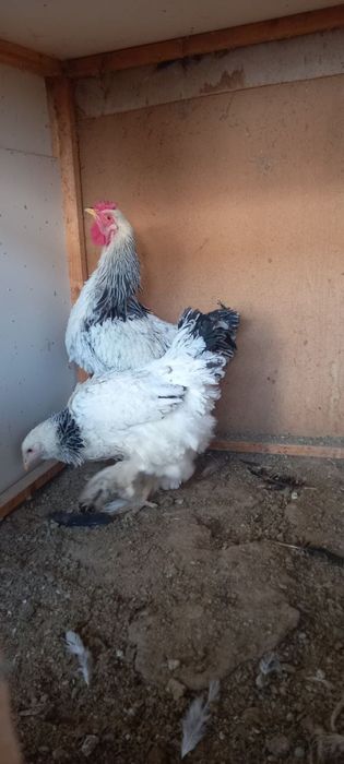 Brama tovuq va xoroz sotiladi