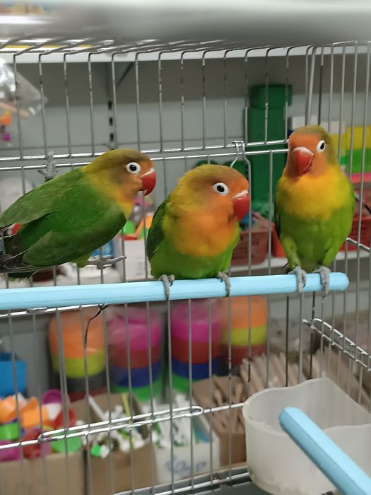 Неразлучники Фишер