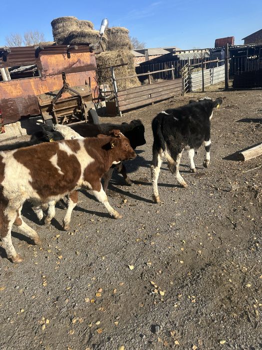 Теленка продам 4 голов