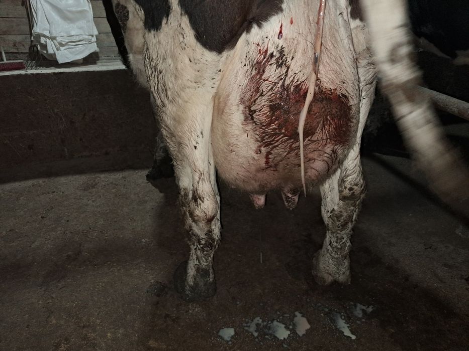 Vând vaci Bălțată românească