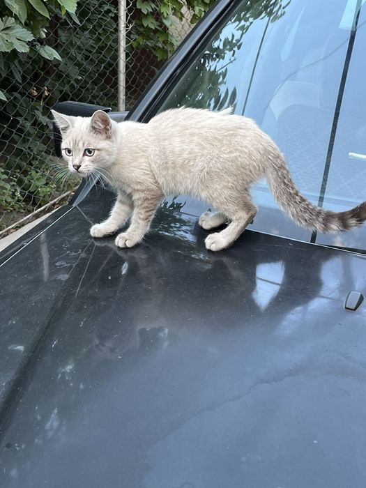 Отдам породистого котенка бесплатно