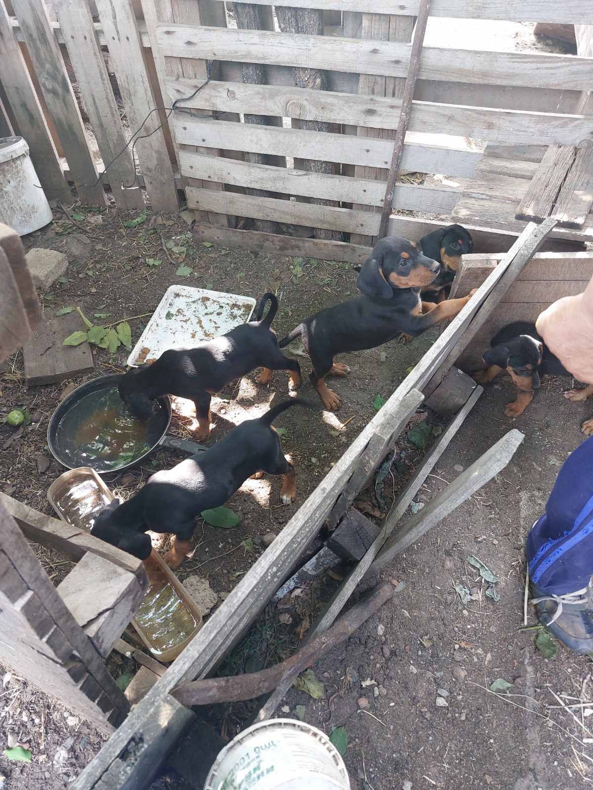 Балкански гончета
