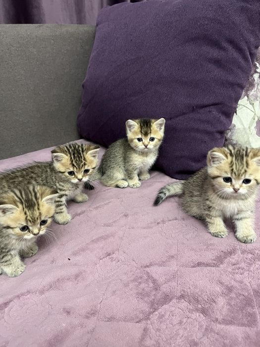 Котята британцы маленькие