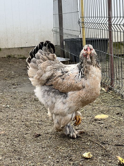 Gaini Brahma, culoare somon si albastru