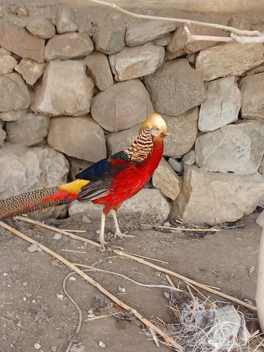 залатой фазан **