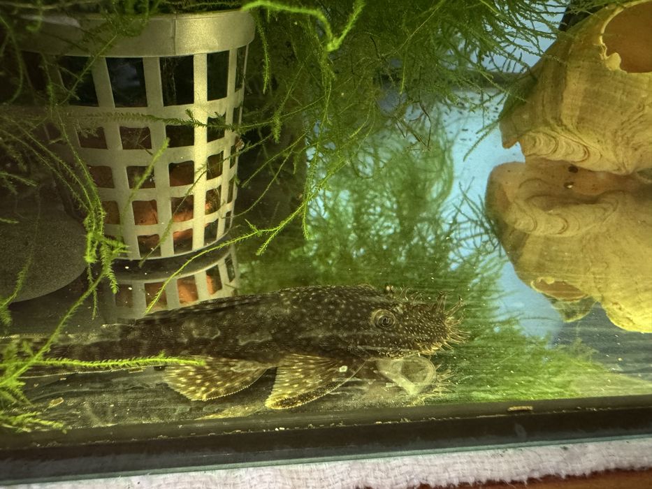 Vand Ancistrusi masculi mari, 40 lei buc