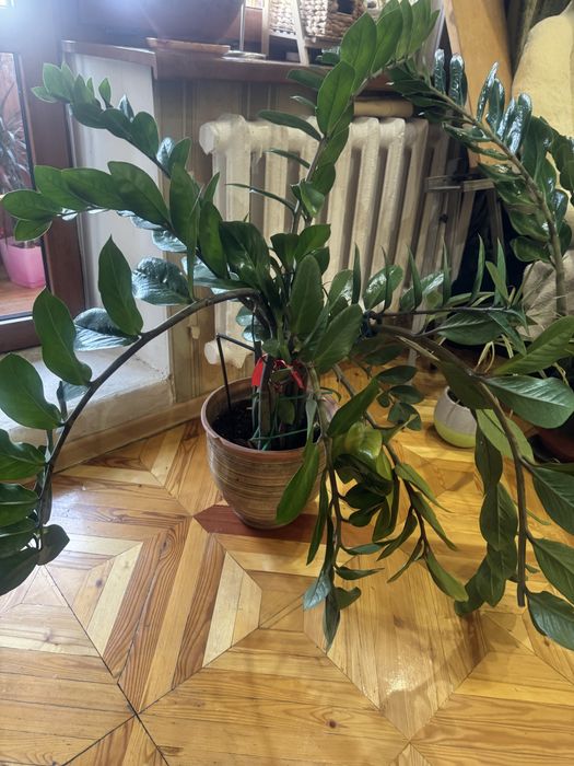 Продам комнатные цветы