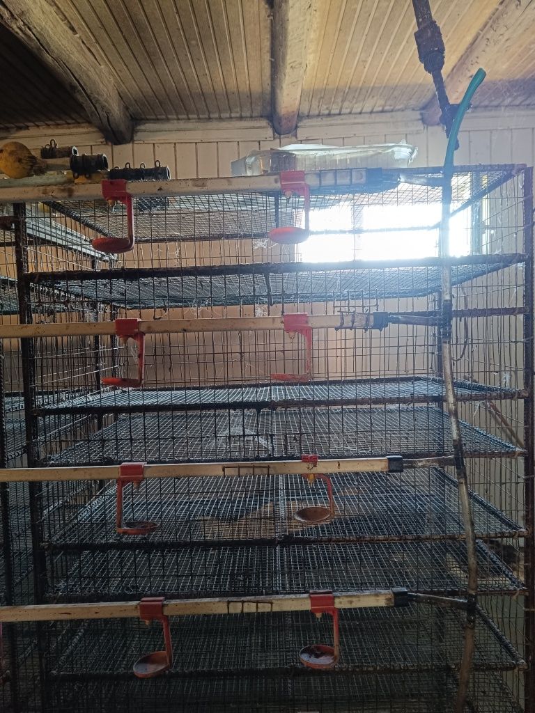 Cuștii de vânzare 6 nivele pentru prepelițe etc.