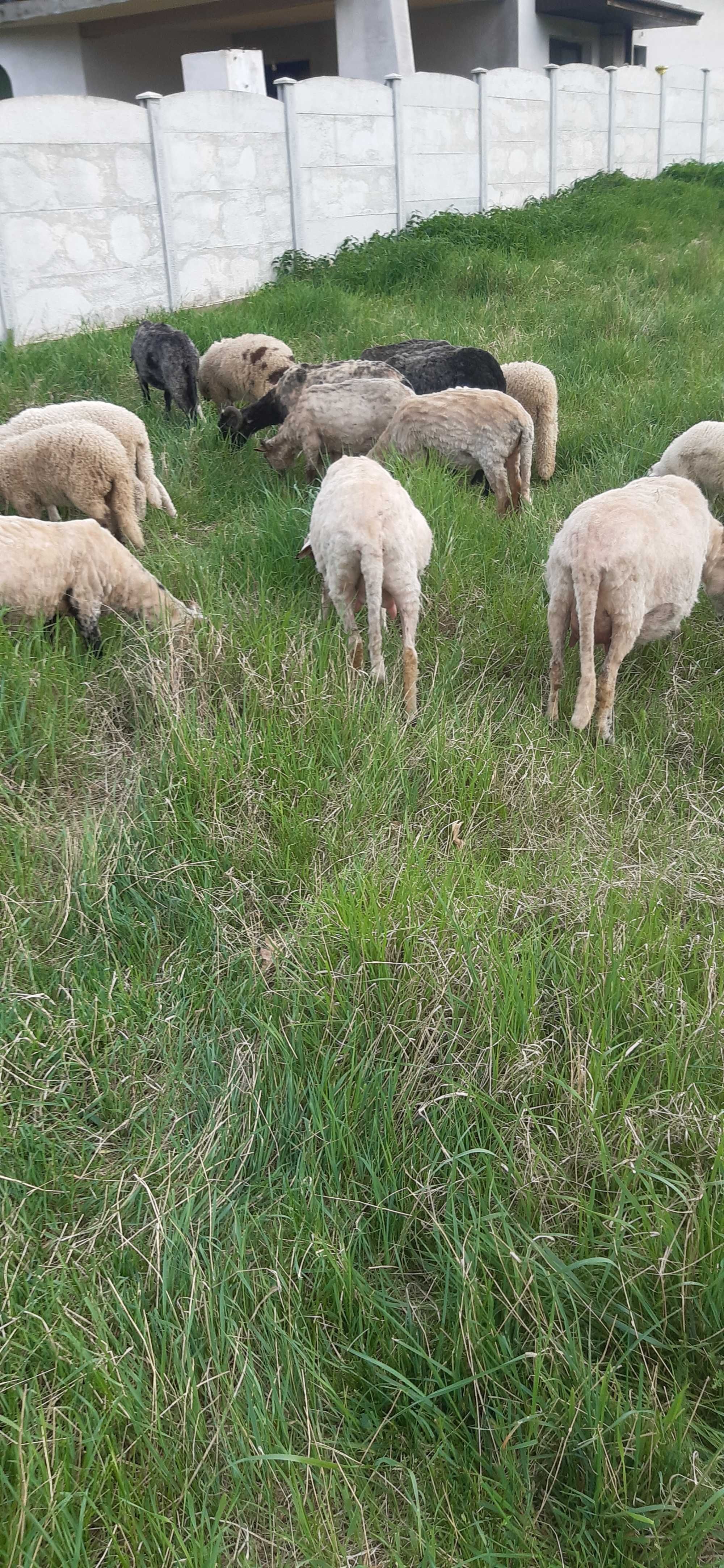 Vand miei in Pestisul Mic hraniti natural!