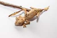 Uroplatus ebenaui, spear point leaf tail gecko