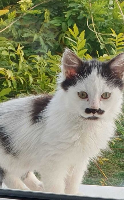 Котенцата на 2 месеца