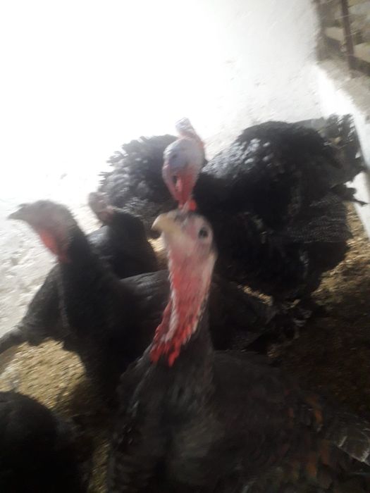 Curcani si curci porumbaci si albi