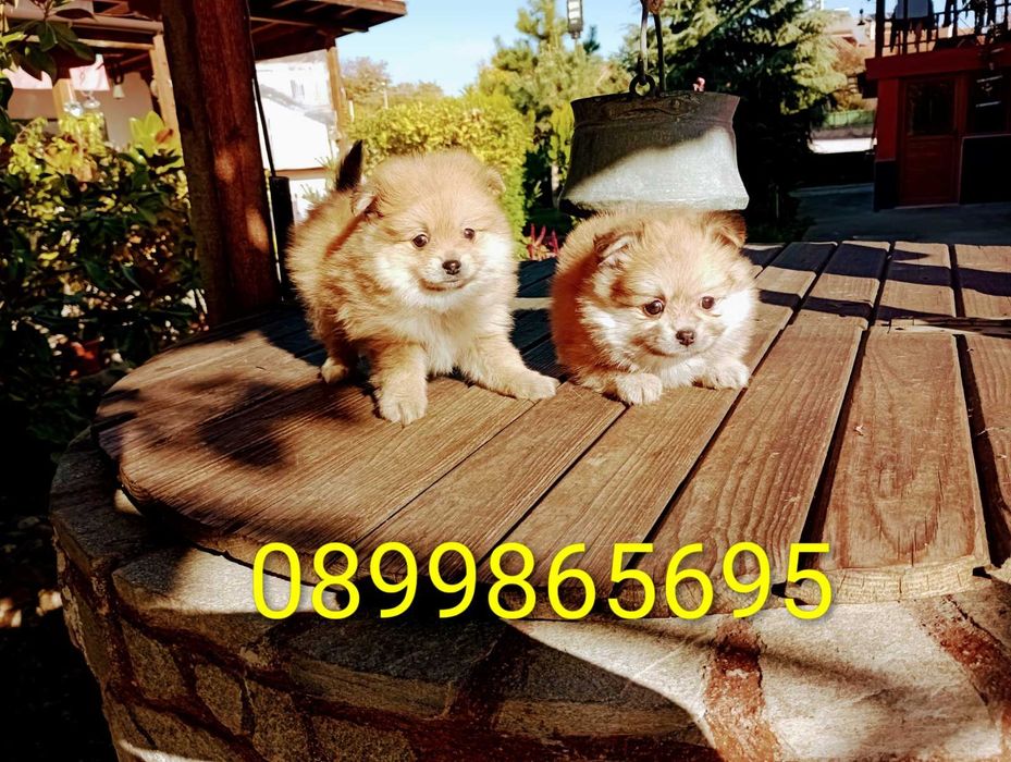 Померани. Момче и момиче