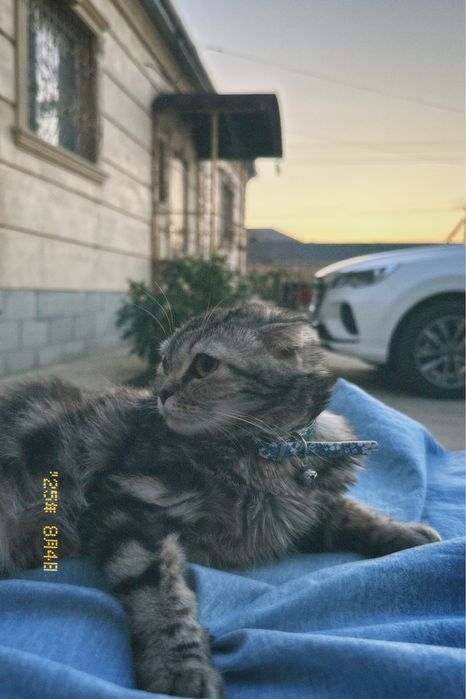 Отдам в хорошие руки