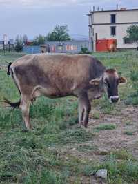 Продам алатаускую корову