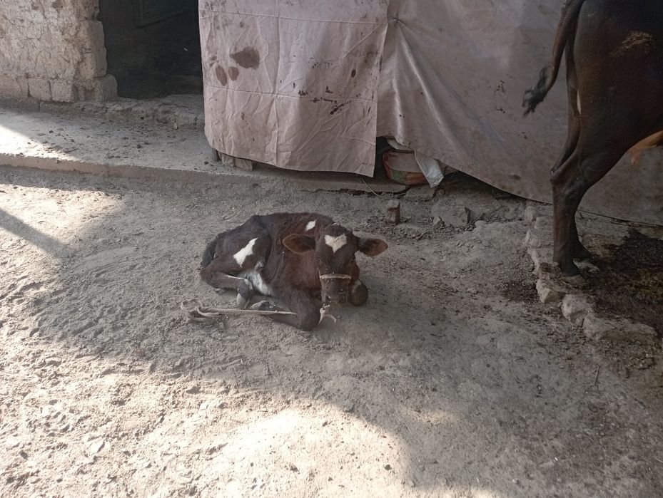 Ona bola sigir sotiladi