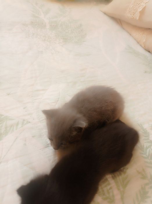 Продам катят очень красивых