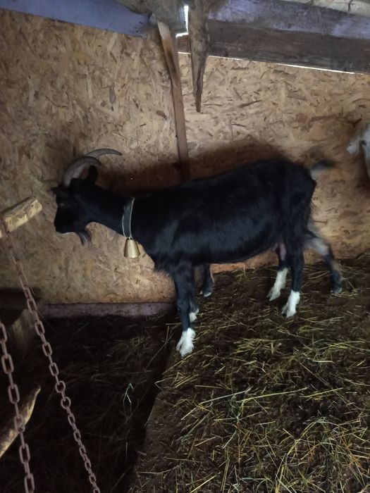 Vand capre si ieduțe