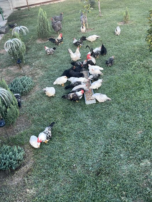 Găinușe pitice ȘIMIAN