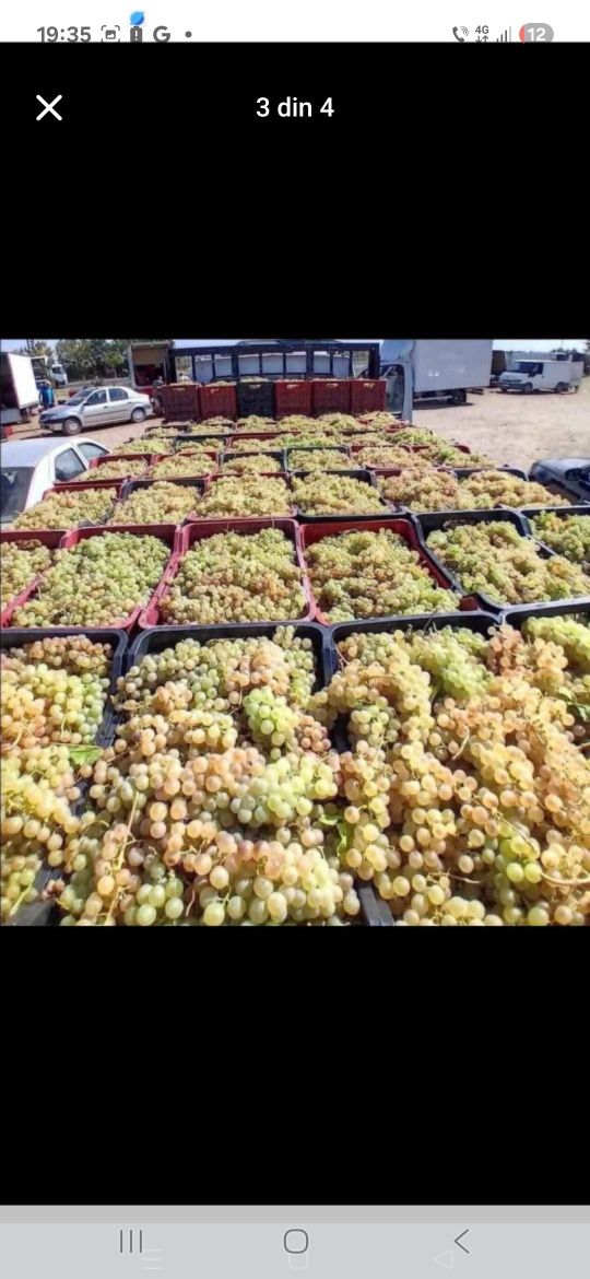 Vindem Struguri de vin transport oriunde în tara!!!