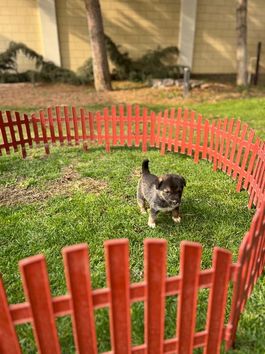 Щенята в добрые руки
