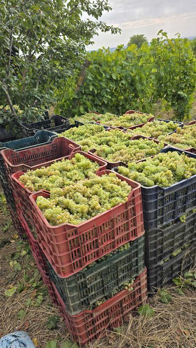 Struguri de vin 2025