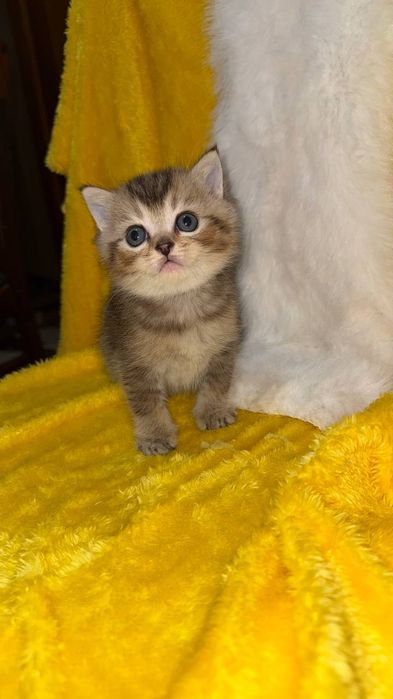 Золотая шиншилла мальчик