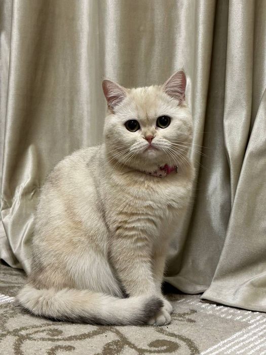 Shatlanskiy zalataya shinshilla va serebristiy chinchilla