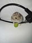 Donez Hamsteri pitici,jucăuși