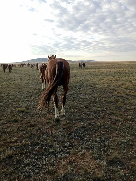 Айгыр    жеребец