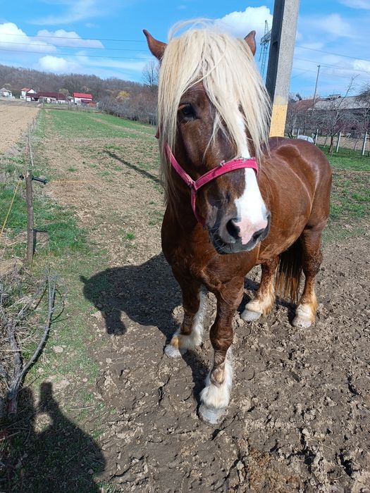 Armăsar pentru monta