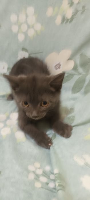 Продаю британских кроткошорстных