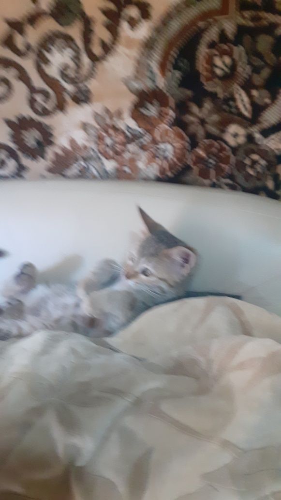 котята 3мес , 2 девочки, обработанные от блох и паразитов
