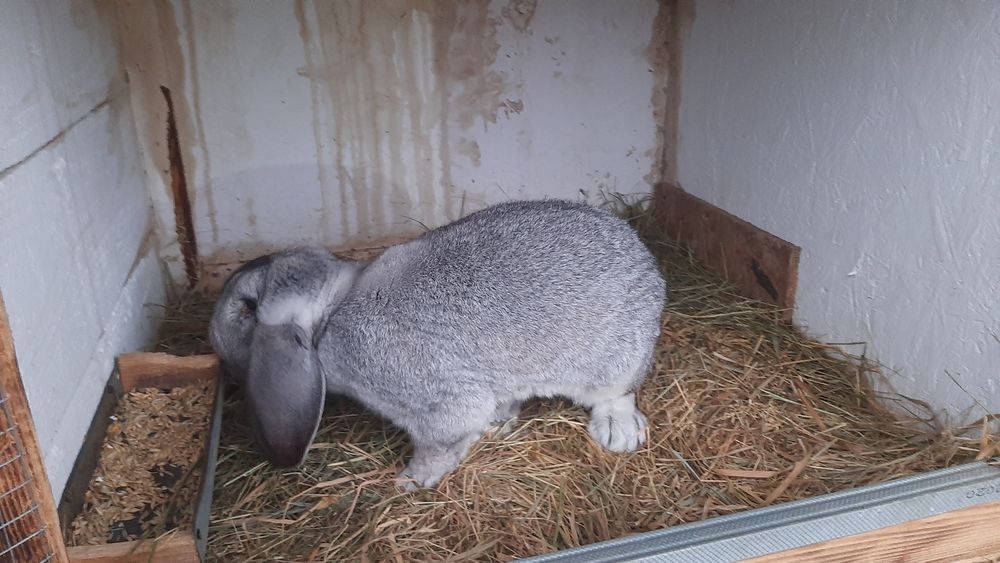 Masculi berbec german