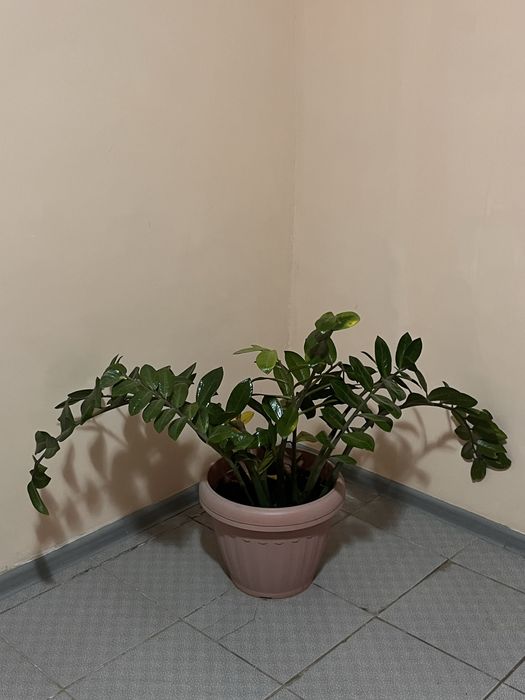 Продам домашние цветы