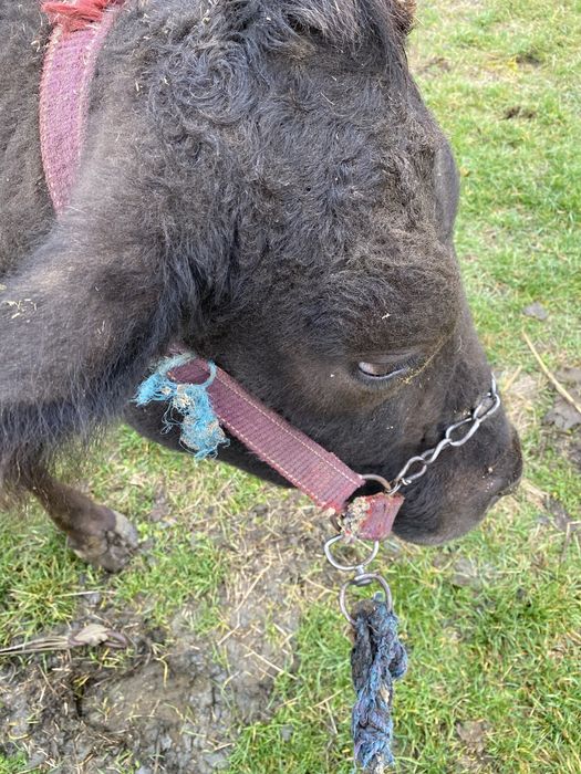 Vand vaca gestanta de tinut nu de abatorizare