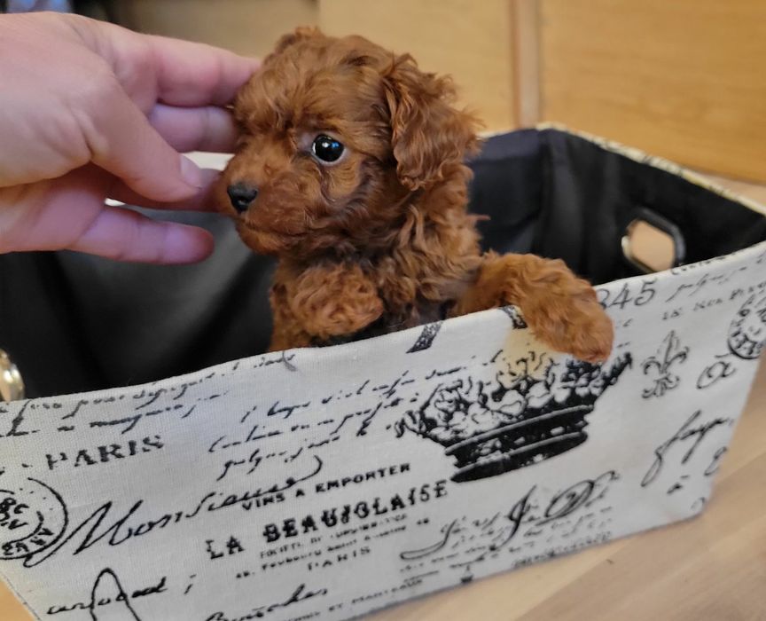 Той пудел/Мини пудел