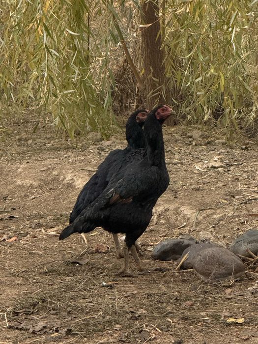 Makyon tovuqlar (boboq tovuqlar)