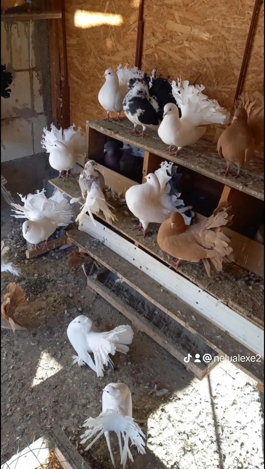 Porumbei disponibili