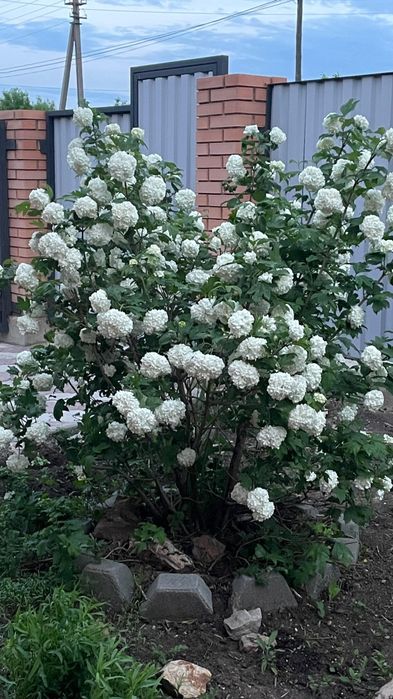 Продам саженцы калины Бульданеж.