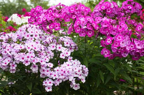 Срочно! Плетистая роза. Флоксы.