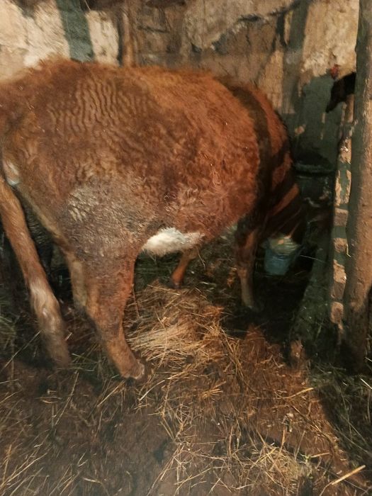 Продам корову молодую и быка производителявместе.